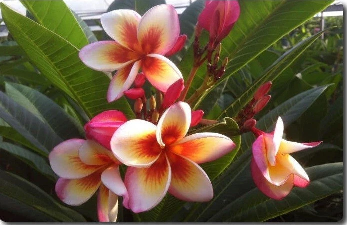 Rare Plumeria Fireblast Unrooted Cutting - Frangipani Cultivar for Propagation, Tropical Flowering Shrub, Multicolor Flowers