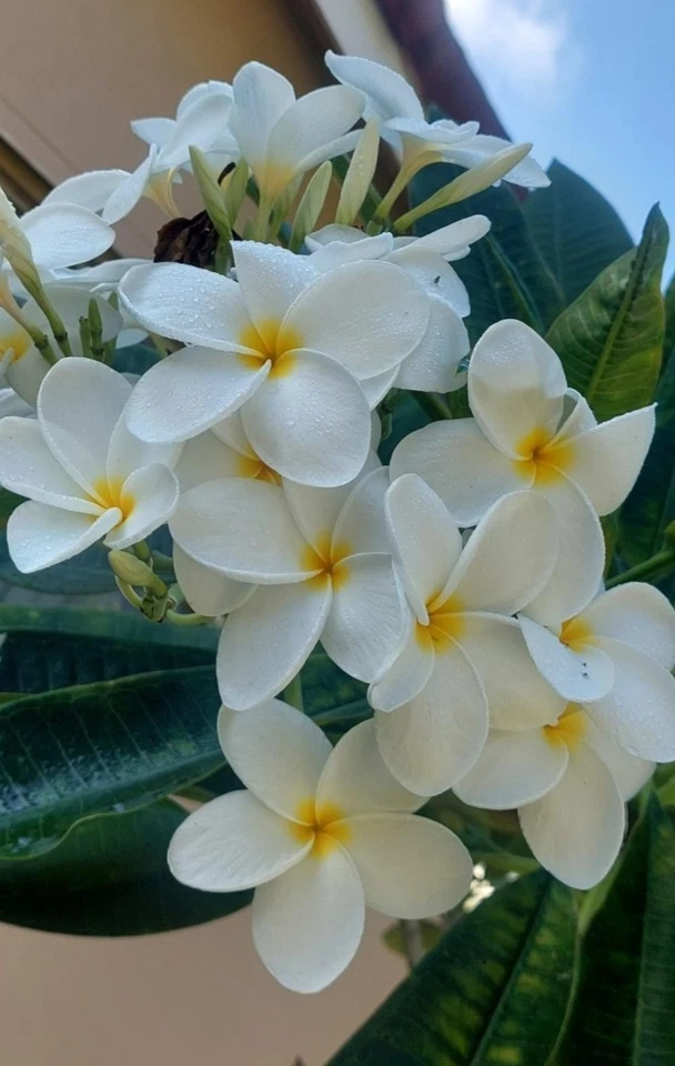Hawaiian White Plumeria Rooted Top Cutting – 8 Inch Live Frangipani Plant for Container & Outdoor Growing
