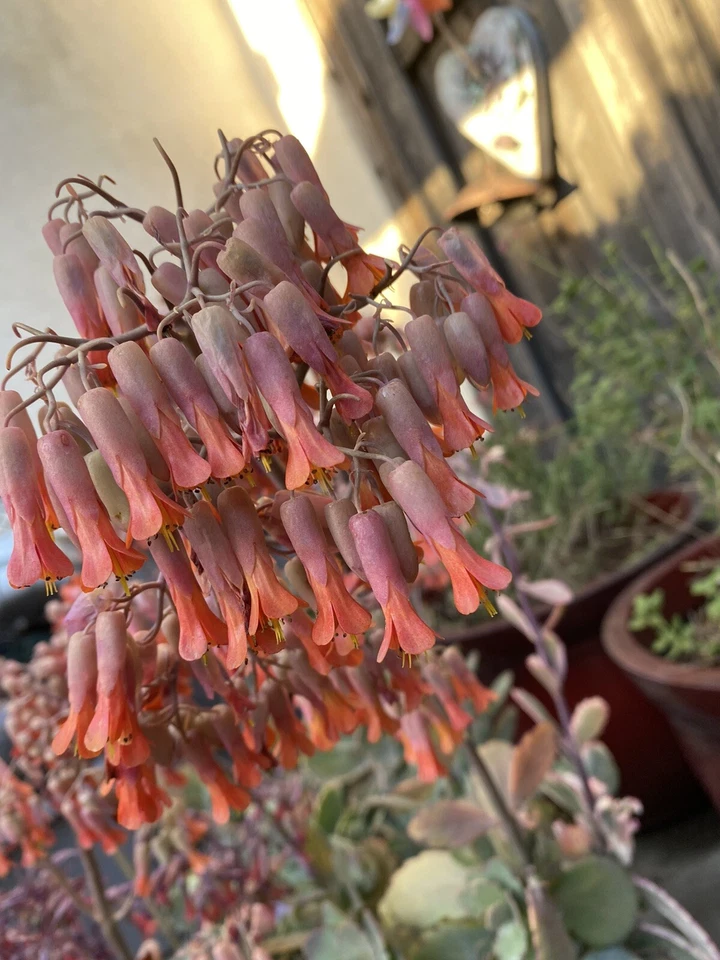 Kalanchoe Marnieriana Cuttings – 6 Unrooted Succulent Propagation Plants for Indoor & Outdoor Containers