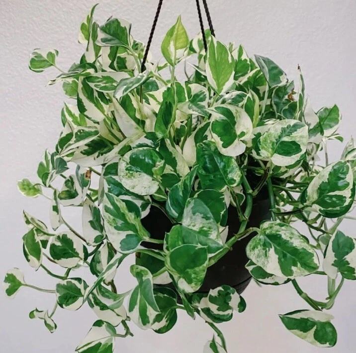 Live Variegated N’Joy Pothos Cuttings Set of 4 – Epipremnum aureum ‘N’Joy’ Indoor Houseplant Propagation
