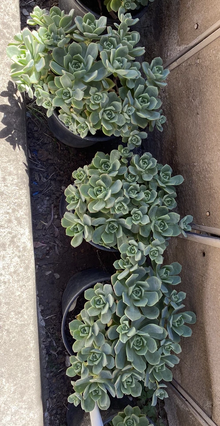 Aeonium Haworthii Pinwheel Succulent Cuttings, 10 Unrooted Rosette Cuttings