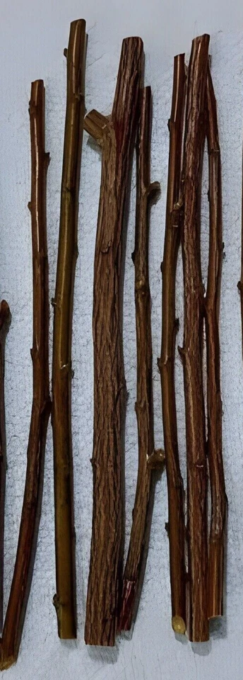 Plum Fruit Tree Unrooted Cuttings – 12 Plus 1 Free Live Plum Cuttings, Fresh Stems for Home Garden Propagation