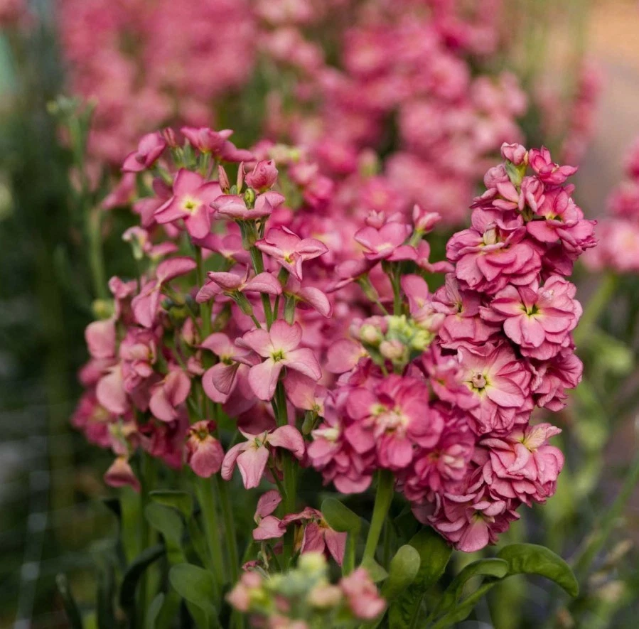 Stock Antique Rose Live Plug Plant – Matthiola incana Pink Blooms, Ornamental Flowering Plant, 3–6 Inches Tall