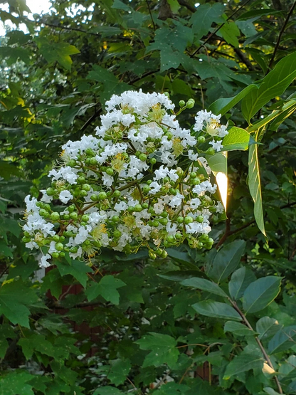 White Crape Myrtle Cuttings – 10 Fresh Lagerstroemia indica Unrooted Cuttings South Carolina Grown