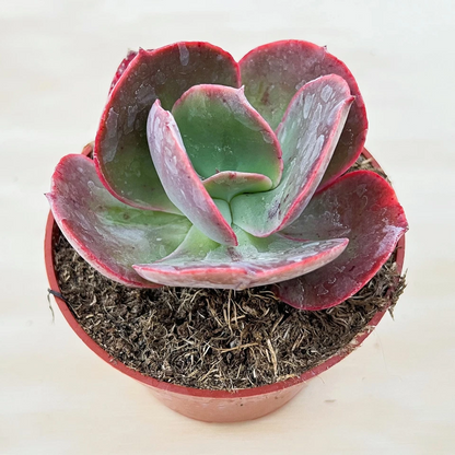 Echeveria Big Red Succulent – Live Rooted Plant – 4 Inch Potted Rosette Houseplant