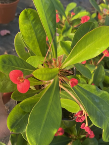 Euphorbia Milii Crown of Thorns – Red Flowering Succulent Cactus Plant – Live Starter Plant