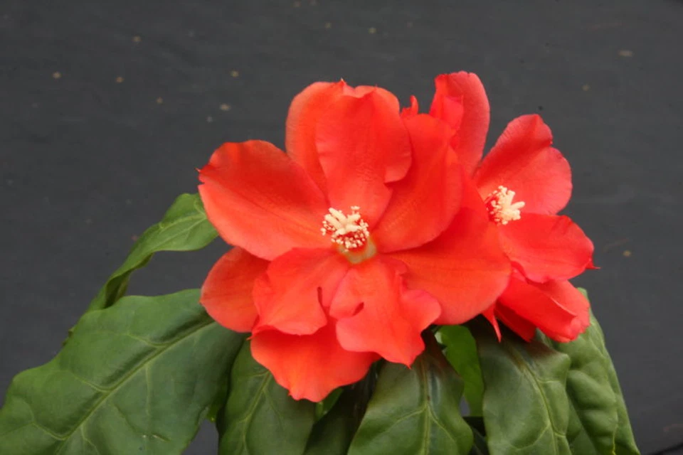 Live Pereskia Bleo Cactus Plant in 4-Inch Pot, Leafy Succulent, Abrojo, Rodocactus, Ornamental, Container or Outdoor Plant