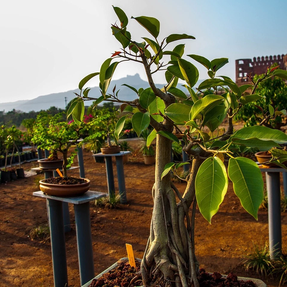 Ficus Audrey Plant Plug – 3-6 Inch Ficus benghalensis Indoor Ornamental Tree Live Tissue Culture