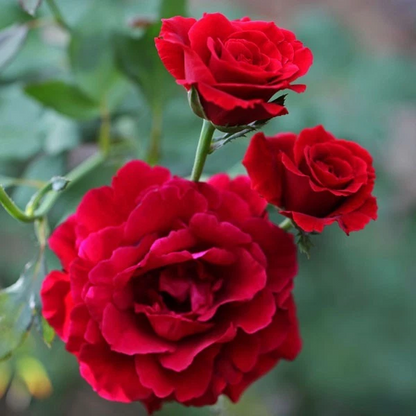 Don Juan Climbing Rose Live Plant 1.5 Gallon Potted, Red Flowering Rose Vine