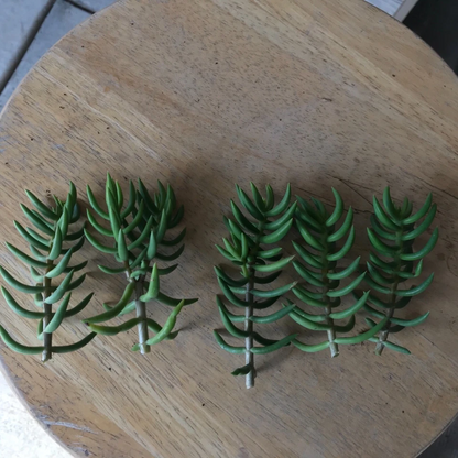 Mini Pine Tree Succulent Cuttings – Set of 4 Crassula tetragona Bonsai-Style Starter Stems for Pots & Indoor Growing