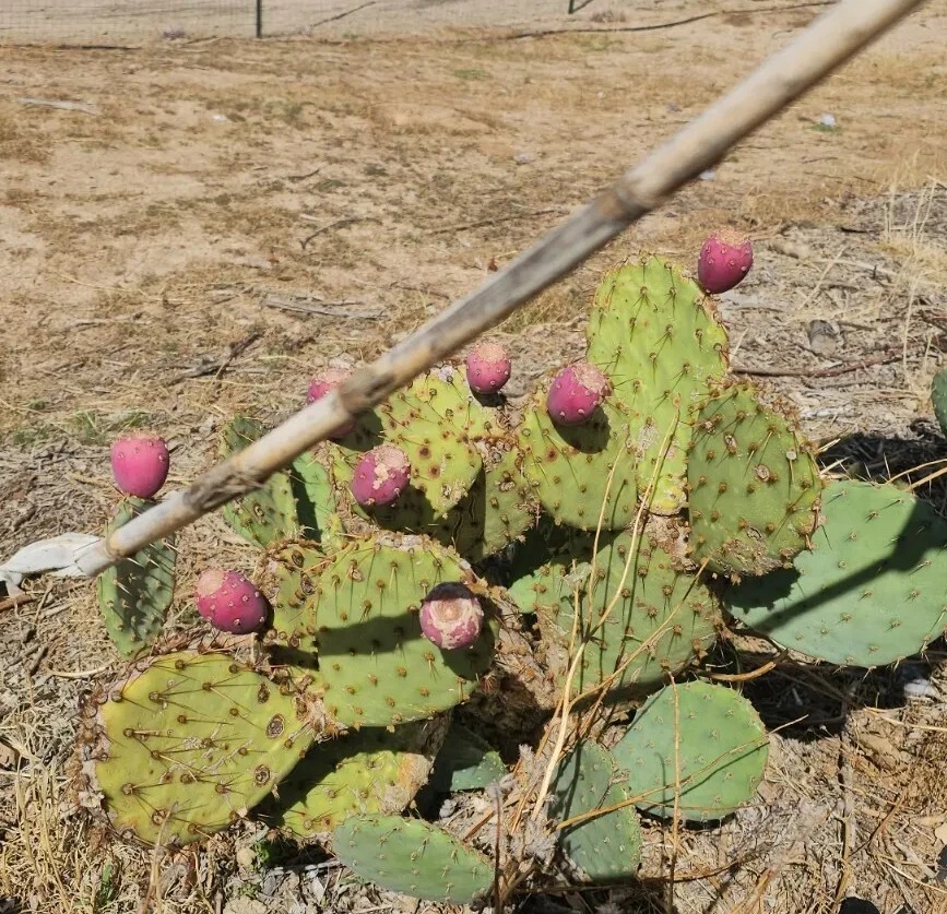 Opuntia Phaeacantha Prickly Pear Cactus Pads – 2 Live 4-7 Inch Cold-Hardy Desert Succulents for Landscaping & Containers