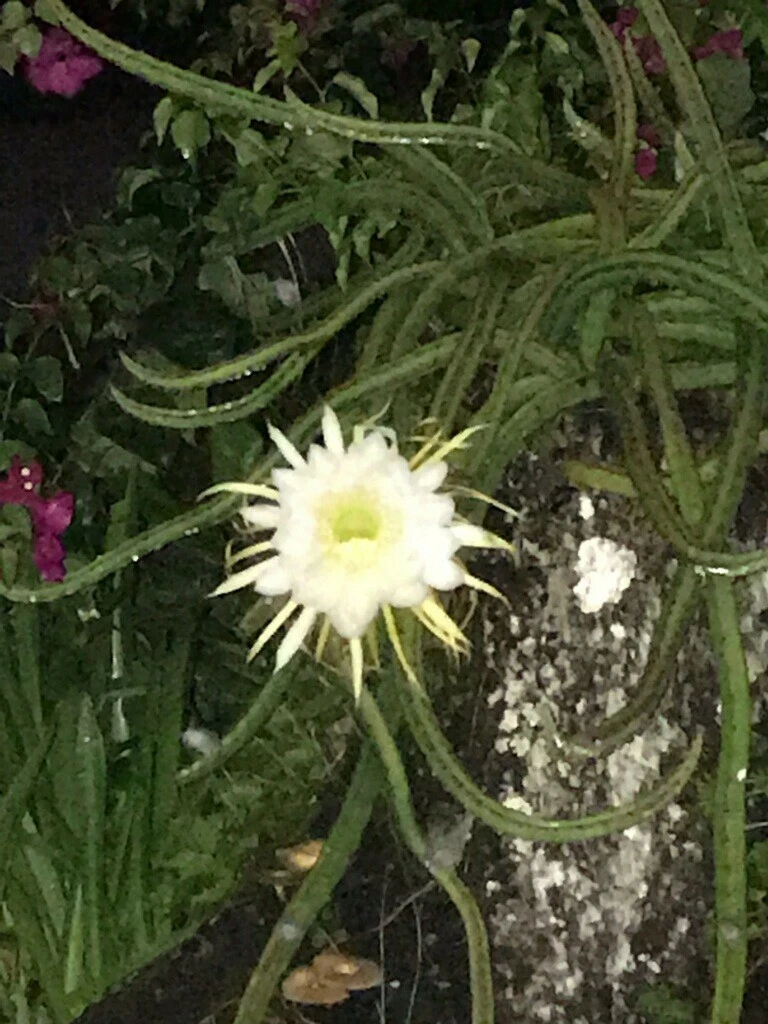 Night Blooming Cereus Rooted Cuttings - Epiphyllum oxypetalum Cactus with Large White Night Flowers Set of 4
