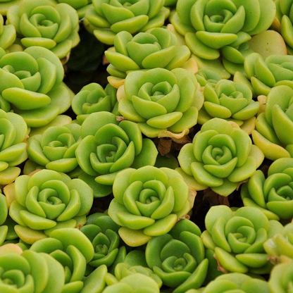 Aeonium Lily Pad Succulent Cuttings – 3 Live Unrooted Aeonium Cuttings for Indoor Decor and Propagation