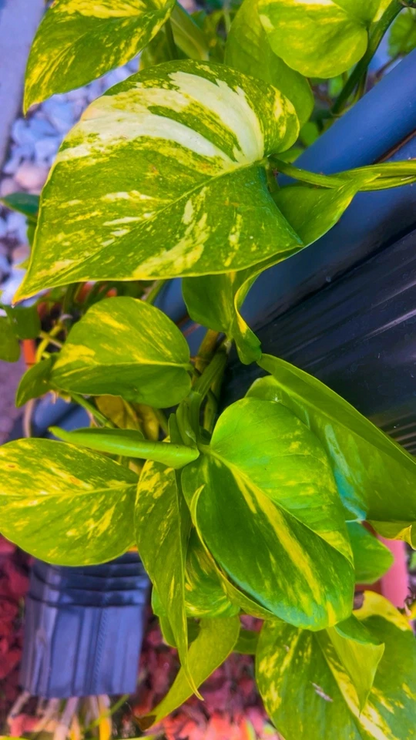 Variegated Golden Pothos Rooted Cutting – 3 Node Epipremnum Aureum, Indoor Climbing Houseplant