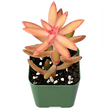 Sedum Adolphii Succulent – Live Fully Rooted Plant in 2 Inch Planter – Golden Sedum Starter Plant