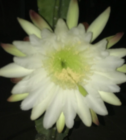 Senita Peruvianus Cactus Cutting – 12 Inch Night Blooming Succulent Cutting, 4–5 Inch Diameter