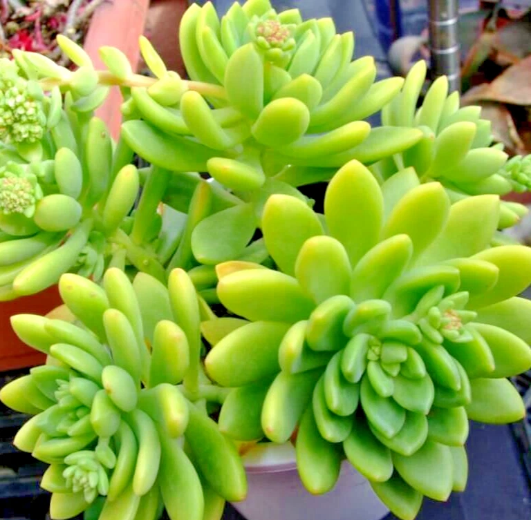 Sedum ‘Alice Evans’ Succulent Cuttings – 5 Live Rosettes, Hardy Drought-Tolerant Stonecrop for Pots, Rock Gardens & Ground Cover
