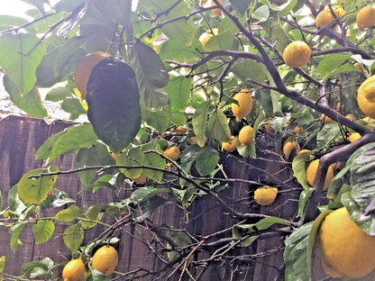 Meyer Lemon Scion Cuttings – 4 Unrooted Citrus meyeri Cuttings 4–6 Inch for Rooting or Grafting