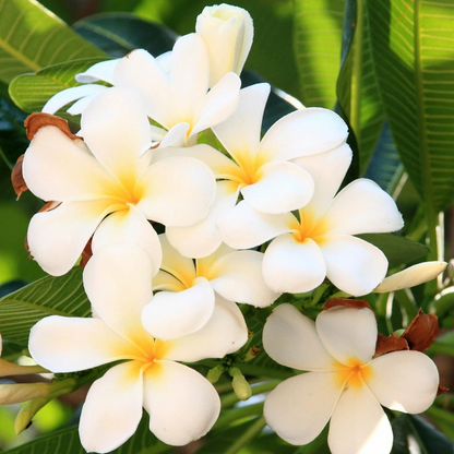 White Plumeria Cutting – 9–12 inch Unrooted Stem – Hawaiian Plumeria Cutting for Tropical Garden or Container Growing