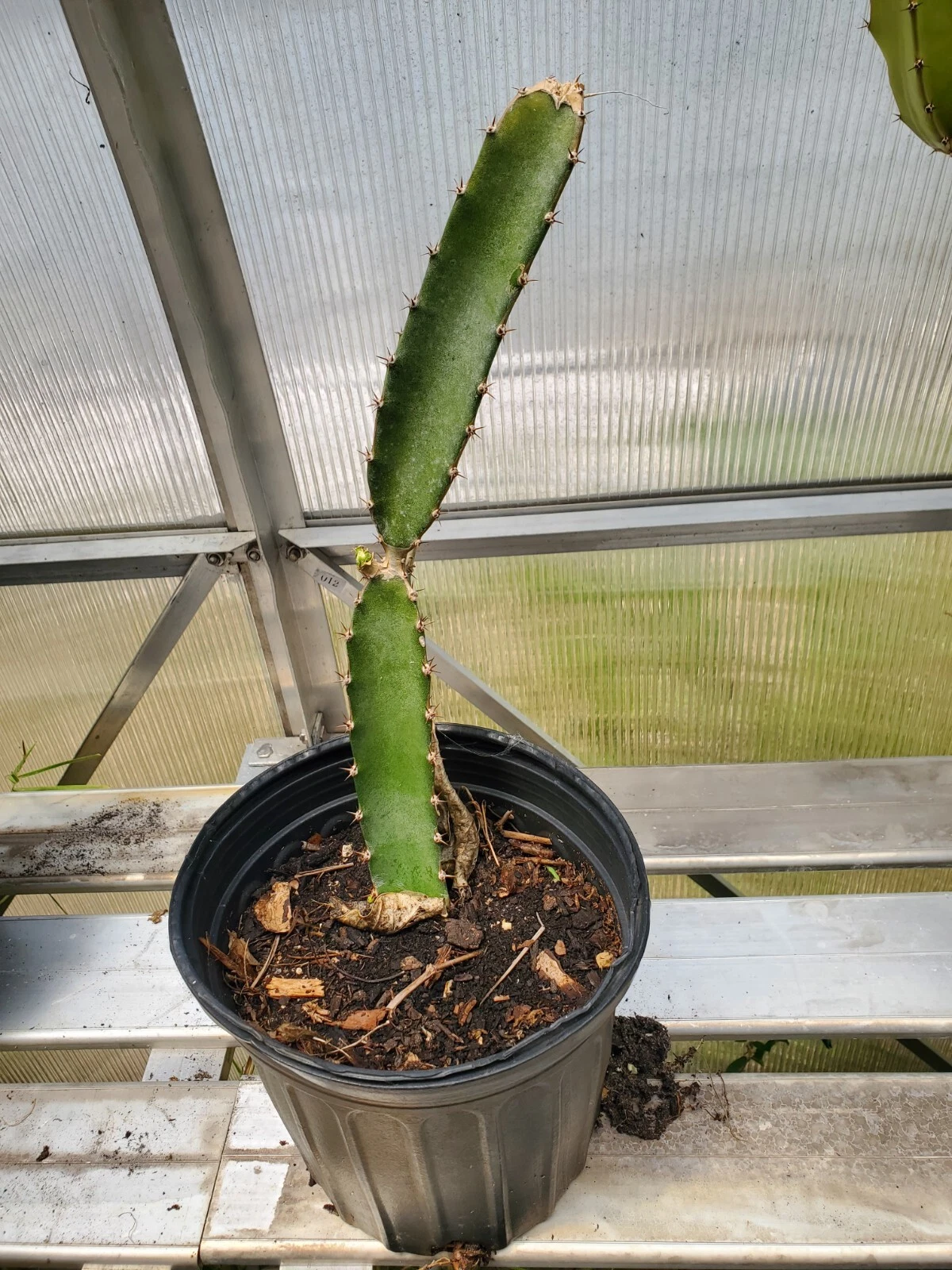 Red Flesh Dragon Fruit Plant Live - Rooted Pitaya Cactus in 1-Gallon Pot, Tropical Climbing Cactus, Selenicereus spp.