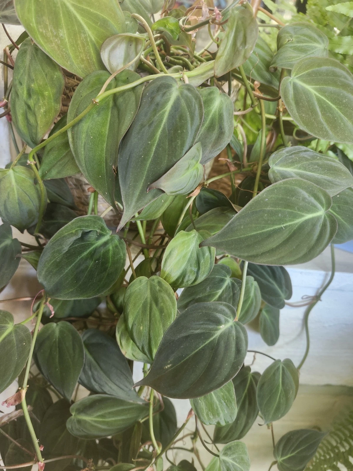 Philodendron Micans Unrooted Cuttings – Velvet Aroid Vine with Bronze-Green Leaves, Easy Indoor Houseplant Starter