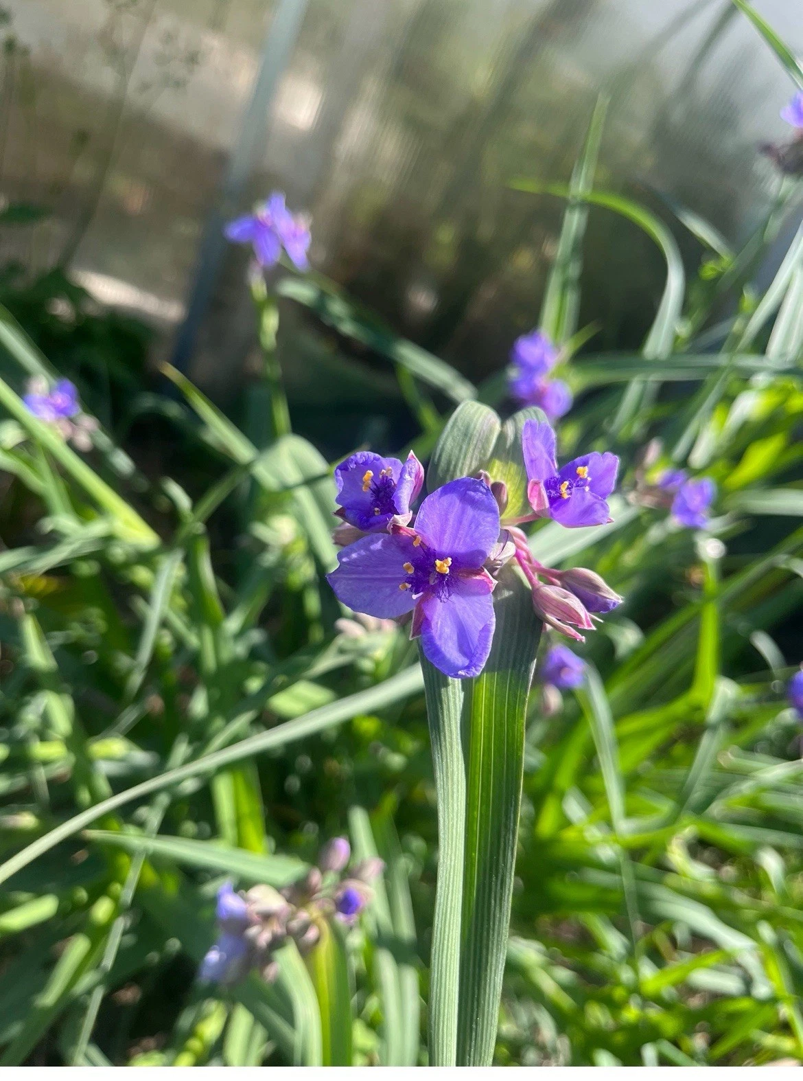 Virginia Spiderwort Cuttings – 12 Unrooted Tradescantia virginiana Stem Cuttings for Gardens, Blue-Purple Wildflower, Native Perennial Plant