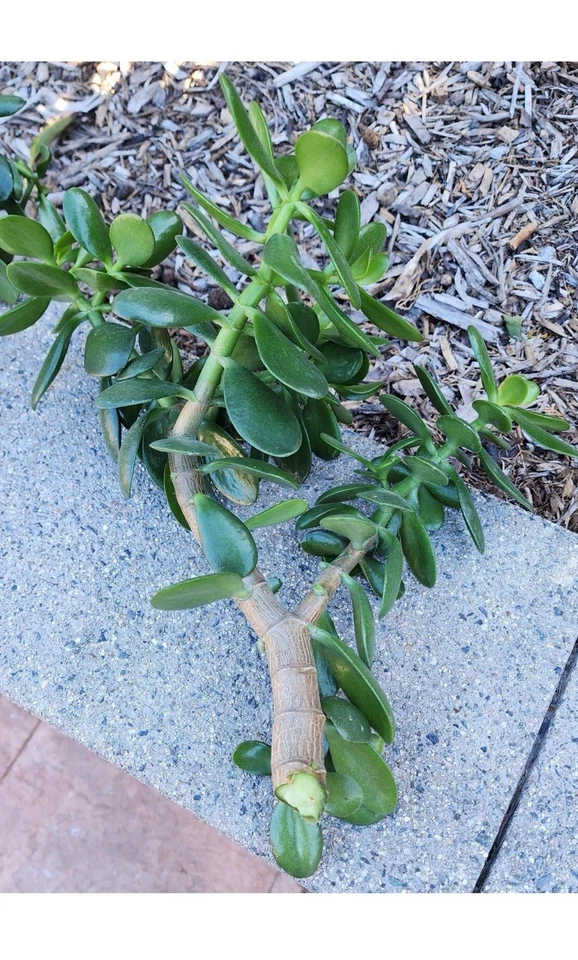 Unrooted Jade Plant Cuttings – Crassula ovata Succulent Propagation, 0.75–1 Inch Diameter, Thick Green Foliage