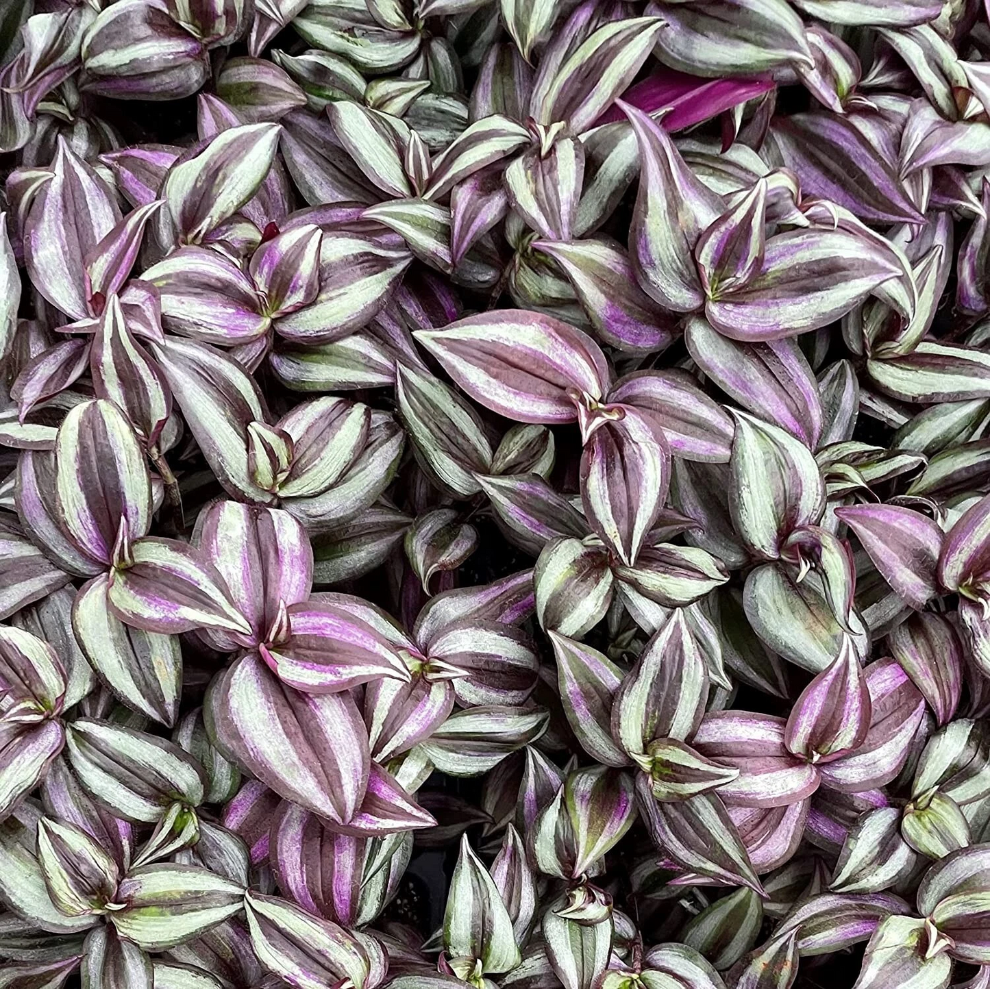 Live Tradescantia Zebrina Purple Wandering Jew Plant Cuttings – 5+ Unrooted Trailing Houseplant Propagation Material