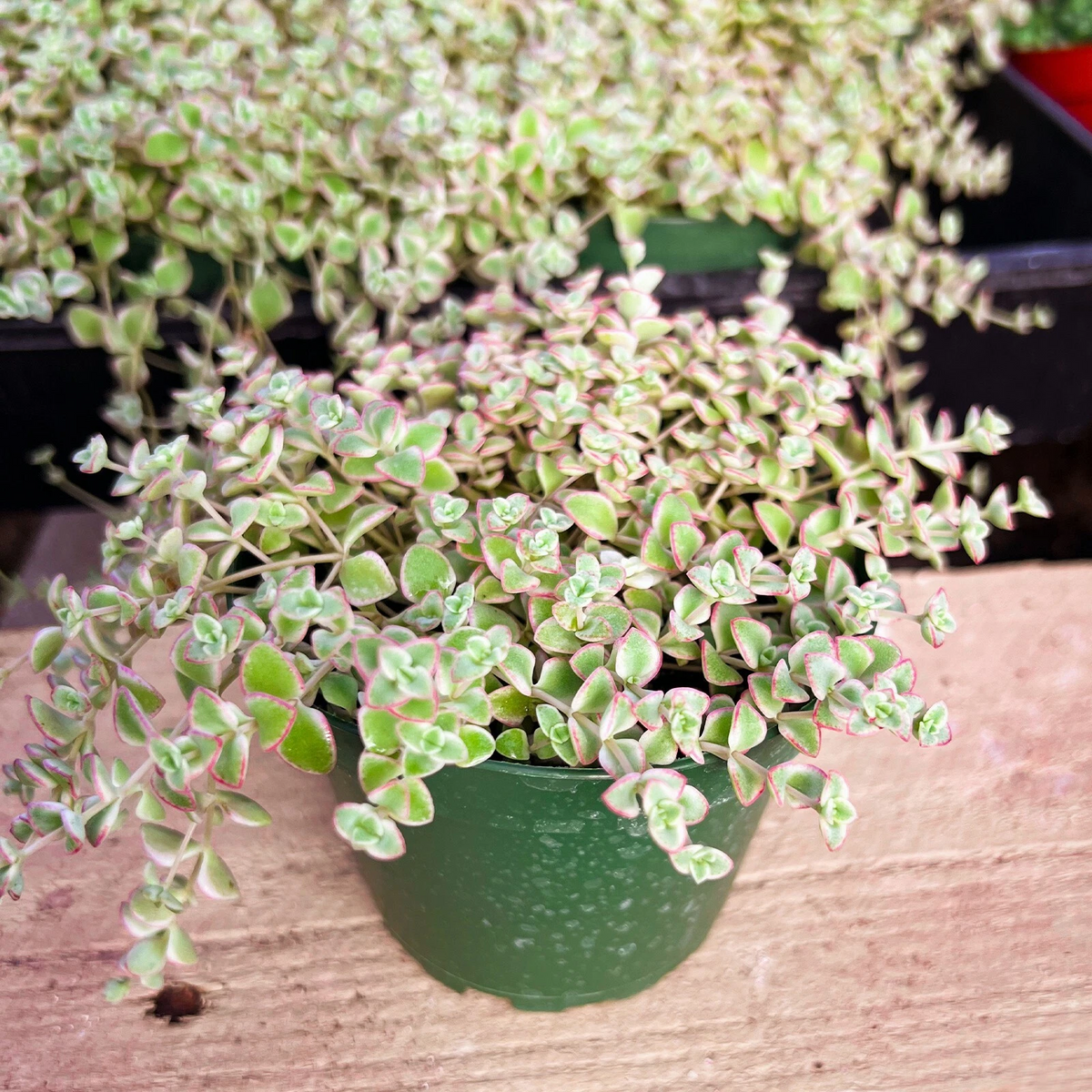 Succulent Plant in 4 Inch Pot, Crassula Sedum 'Little Missy', Variegated Green, Cream & Pink, Indoor Live Plant