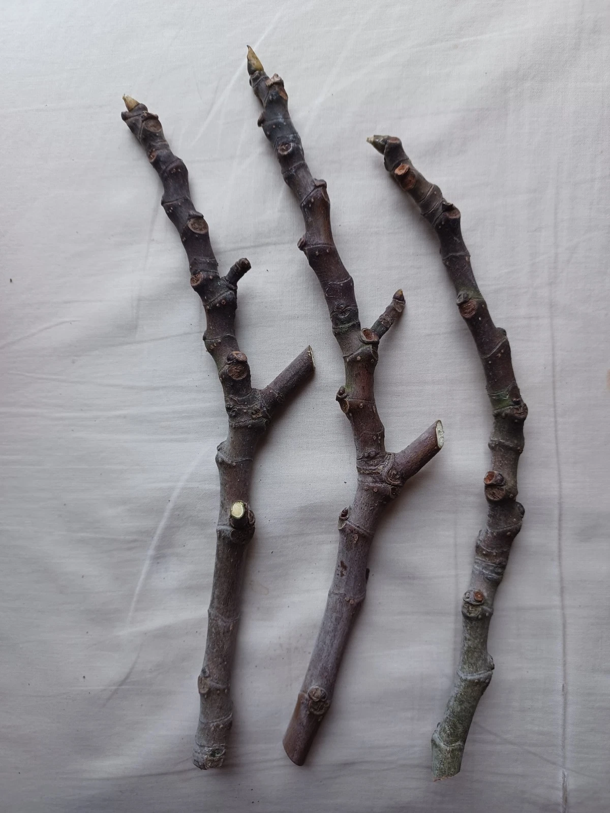 Fig Tree Cuttings – 3 Live Unrooted Red Fruit Ficus carica Propagation Plantings