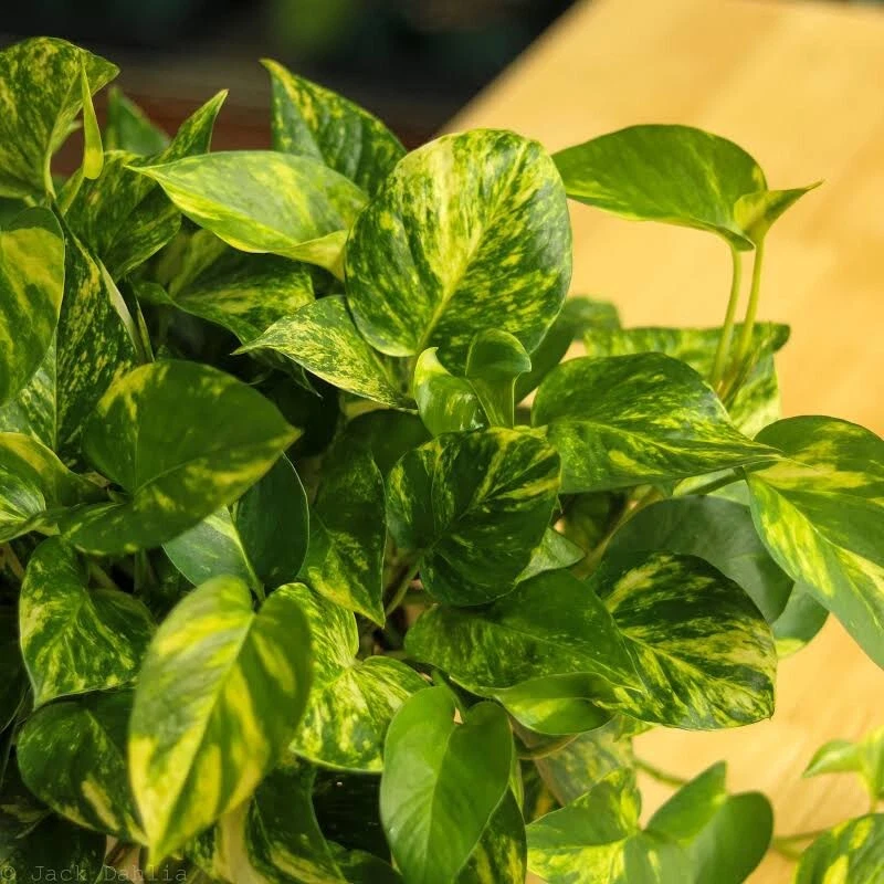 Golden Pothos Variegated Cuttings – 3 Live Epipremnum aureum Trailing Plant Propagation Material