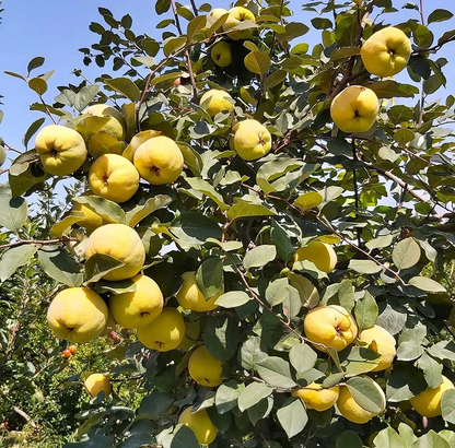 Honey Quince Unrooted Cuttings – 5 Cydonia oblonga Fresh Cuttings Ready for Rooting and Propagation