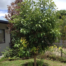 Cleopatra Avocado Scions – 3 Fresh Wax-Dipped Cuttings for Grafting, Rare Persea americana Variety