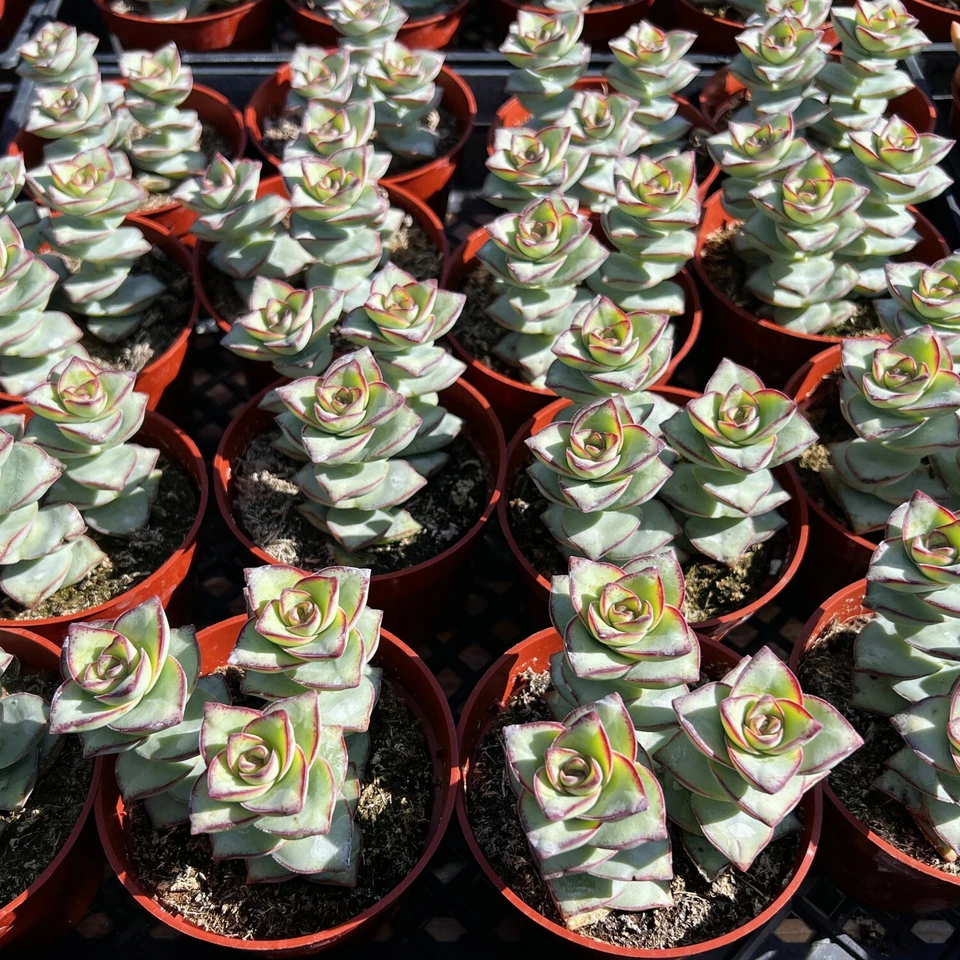 Succulent Plant Live - Crassula perforata String of Buttons in 4-Inch Planter, Rooted Succulent, Indoor & Outdoor Care