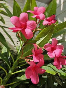 Red Plumeria Cutting for Planting – 1 Unrooted Single Tip Frangipani Stem, 12 Inch Tropical Flower Tree