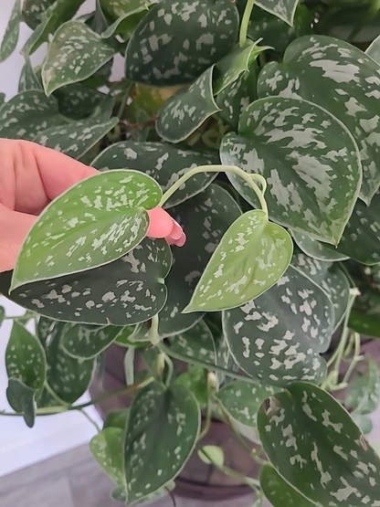 Silver Satin Pothos Cutting – 3 Node Fresh Scindapsus Pictus Cutting, Trailing Houseplant for Propagation