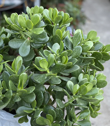 Crassula Ovata Jade Plant Cuttings – 5 Unrooted Succulent Cuttings 3–5 Inch – Easy Care Houseplant