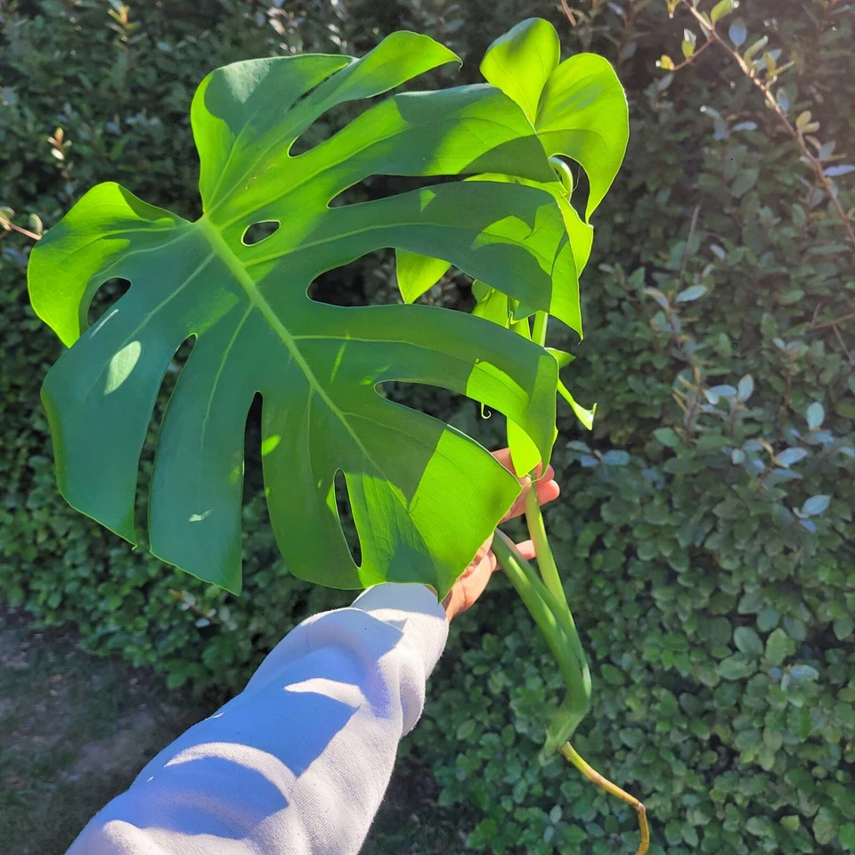 Large Monstera deliciosa Rooted Cutting – Live Tropical Houseplant, Swiss Cheese Plant for Indoor Growing