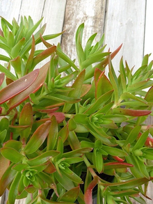 Crassula capitella Campfire – 3 Succulent Cuttings – Live Cactus-Succulent Starter Stems with Red-Orange Foliage