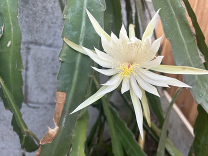 Epiphyllum Orchid Cactus Ophelia Cutting, White Flower 8–10 Inch Unrooted Segment
