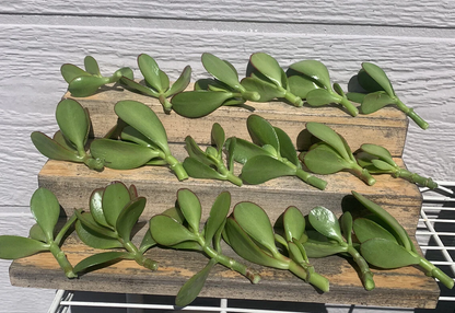 Jade Plant Crassula Ovata Cuttings for Planting – 18 Live Succulent Stems, Mixed Sizes 2–4 Inch