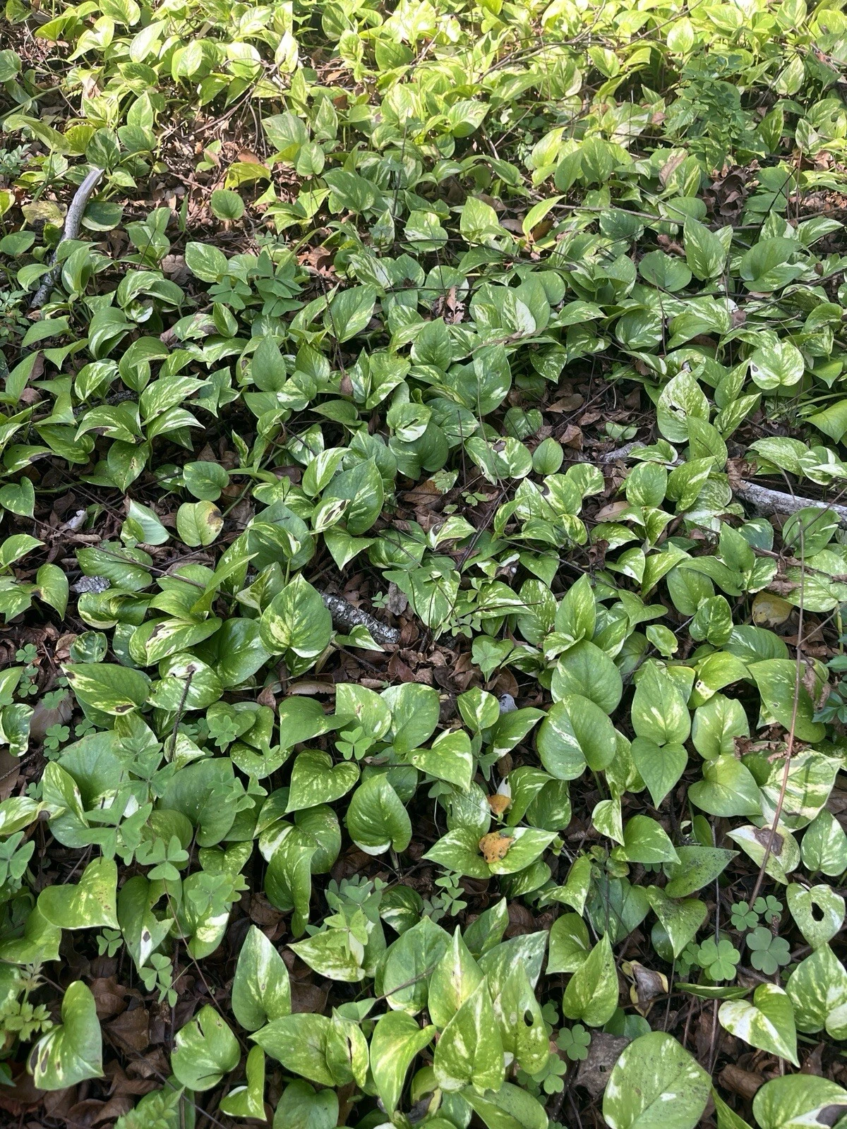 Rooted Pothos Cuttings – 10 Vines, 6-18 Inches, Epipremnum aureum, Trailing Houseplant for Indoor Outdoor Growth
