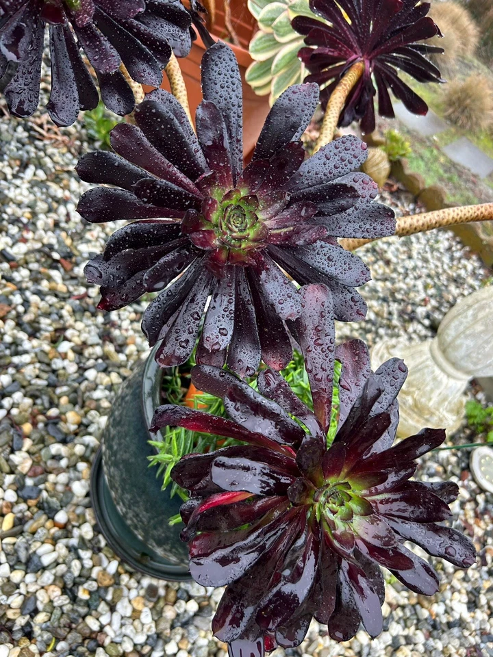 Black Rose Aeonium Succulent Cuttings – 2 Unrooted 3-4 Inch Zwartkop Aeonium arboreum Succulents
