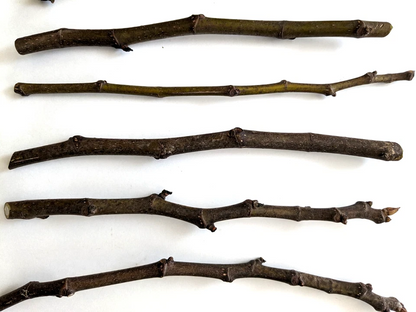 Chicago Hardy Fig Tree Cuttings – 10 Unrooted Hardwood Cuttings, 9–10 Inches Long, Avg 5 Nodes for Propagation