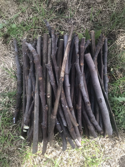 Fig Tree Cuttings for Planting – 6 Unrooted Organic Stems, Sweet Fruit Fig Propagation