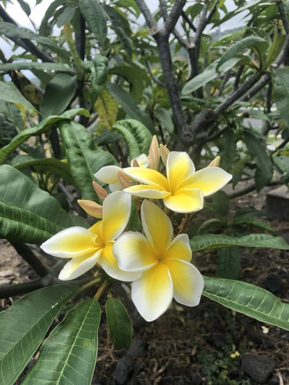 Yellow Plumeria Cutting – 10" Rooted Hawaiian Frangipani Single-Head Stem for Planting