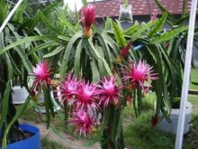 Dragon Fruit Cuttings Pitaya Cactus 14 Unrooted Cuttings 8–14 Inch Long