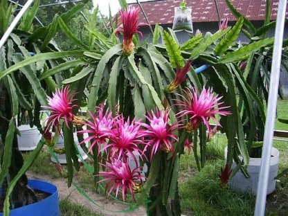 Dragon Fruit Cuttings Pitaya Cactus 14 Unrooted Cuttings 8–14 Inch Long