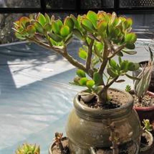 Crassula ovata ‘Crosby’s Compact’ Jade Plant – Mini Succulent with Bonus Cutting, Indoor Dwarf Cactus, Easy-Care Green Plant