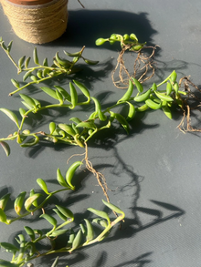 String of Bananas Succulent Cuttings Live, Curio Radicans Trailing Plant for Propagation Set of 3